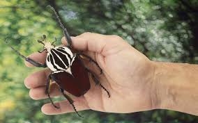 New horizons has a huge roster of activities available to players throughout the game that involves other characters making the community experience in the game all the more fun. 10 Of The Largest Insects In The World