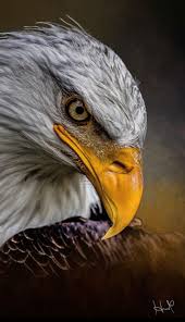 Beautiful Weisskopfadler Adler Gemalde The Eagles