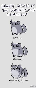 Growth Stages Of A Domesticated Chinchilla Chinchilla Pet