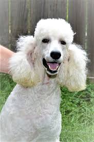 Elizabeth's Web Page