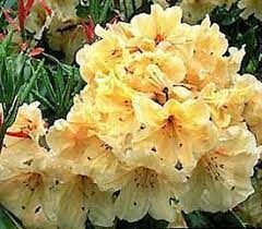 Plant Descriptions Smelling Flowers Rhododendron Bushes Shrubs