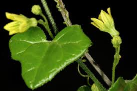 Image result for Kedrostis capensis