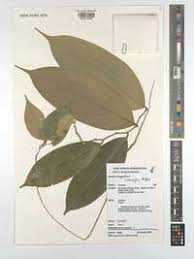 Image result for Afrostyrax