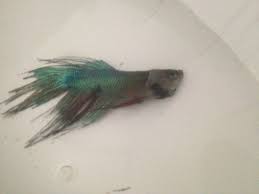 Jul 22, 2020 · remove any dead fish from the tank, if you can. Did My Betta Die Of Dropsy Aquariums