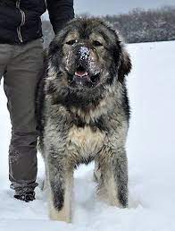 Caucasian Shepherd For Sale Or Adoption Latest Ads Caucasian Mountain Dog Caucasian Shepherd Caucasian Shepherd Dog