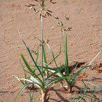 Image result for Bolboschoenus glaucus