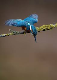 Kingfisher Perching Kingfisher Beautiful Birds Pet Birds