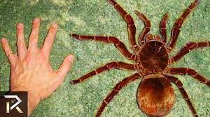 10 Scariest Australia Animals That Will Keep You Up At Night Youtube