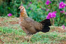 Image result for typical hen