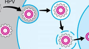 Because appointments can be brief, and because there's often a lot of information to discuss, it's a good idea to be prepared. Hpv Associated Oral And Throat Cancer What You Need To Know My Mooc