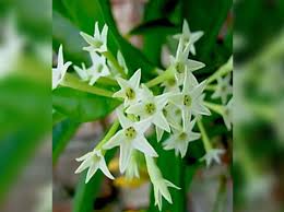 Image result for Cestrum nocturnum