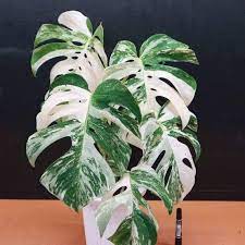 Pin On Plant Research