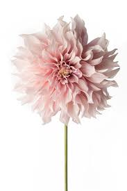 Check spelling or type a new query. Pin On Flores