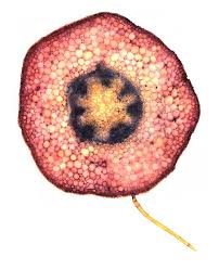 Gallery Psychedelic Plants The Inner Beauty Of Common Species Image 3 New Scientist Microscopic Microscopic Cells Plant Cell