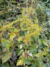 Image result for Cuscuta australis