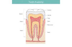 Image result for Tooth Anatomy