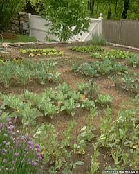 We did not find results for: Vegetable Garden Prep Martha Stewart