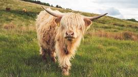 Oklahoma Highland Gathering