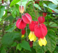 Image result for Abutilon sp.no.2