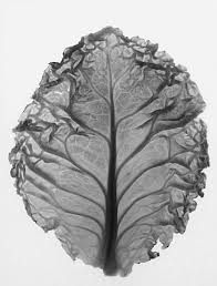 Paul Caponigro Cabbage Leaf Texture Photography Natural Forms People Photography