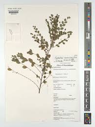 Image result for Phyllanthus nummulariifolius