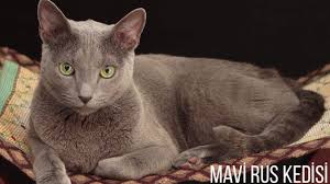 Mavi Rus Kedisi Ozellikleri Ve Bakim Onerileri 2020 Mavi Rus Kedisi