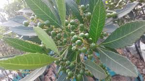 Image result for Allophylus africanus