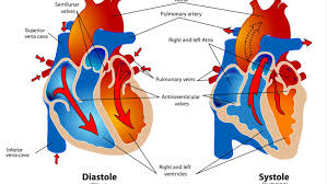 Phases Of The Cardiac Cycle When The Heart Beats