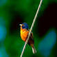 Back Island Birding event image
