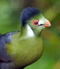 Bird That Sounds Like A Monkey Pin On Feathered Friends