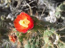 Image result for Austrocylindropuntia