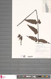 Image result for Asplenium hemitomum