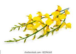 Broom Flowers Images Stock Photos Vectors Shutterstock