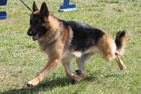 Huge collection, amazing choice, 100+ million high quality, affordable rf and rm images. German Shepherd Dog Breed Information German Shepherd Dog Images German Shepherd Dog Dog Breed Info