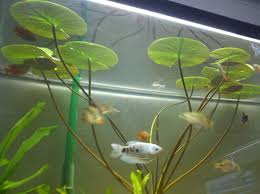 90698d1342236364 Pond Plants Lily Pad Jpg 2400 1793 Pond Plants Plants Planted Aquarium