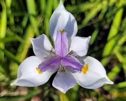 Image result for Dietes