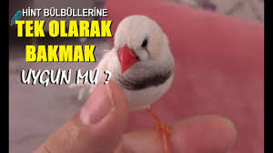 Hint Bulbulleri Tek Olarak Beslenebilir Mi Youtube