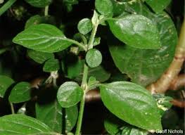 Image result for Phaulopsis sangana