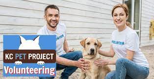 He loves to play with toys and go on walks. Kc Pet Project Volunteering What To Know Ipetskc