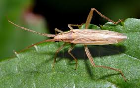 Image result for Stenostelma