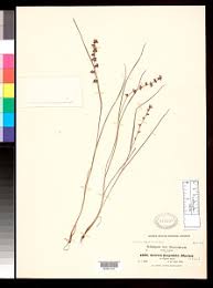 Image result for Scleria hispidula