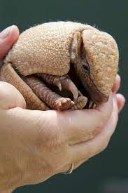 Baby Armadillo With Images Cute Baby Animals Cute Animals Animals