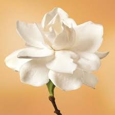 Gardenia Flower Elixir Flower Essences Flowers Gardenia