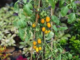 Tomatoes are heavy feeders, meaning the plant requires twice the amount of fertilizer that a cucumber needs, and even four times the amount as beans, he explained. How To Grow Cherry Tomatoes