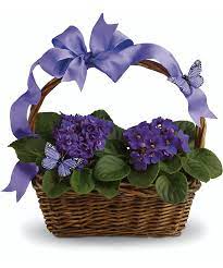 Violets And Butterflies Butterfly Plants Flower Delivery Birthday Flowers