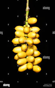 Image result for Gnetaceae