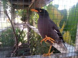 Kumpulan suara jalak kebo memang berbeda dengan kicauan burung yang lain. 7 Daftar Harga Burung Jalak Kebo Di Indonesia Dan Cara Merawatnya