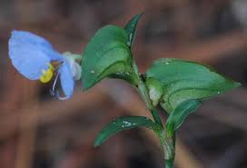 Image result for Commelina latifolia