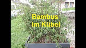 Diese anleitung ist für einen pflanzkübel aus holz mit den maßen 50 x 50 x50 cm gedacht. Bambus Im Kubel Youtube