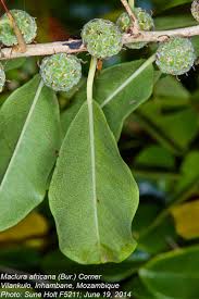 Image result for Maclura africana